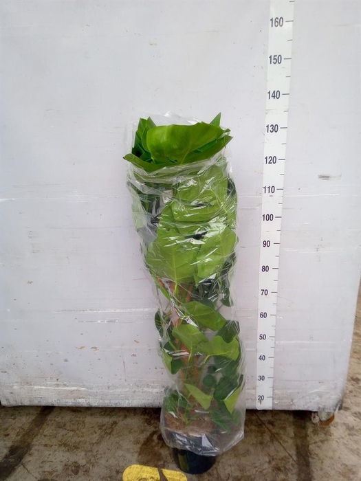 <h4>Monstera pertusum</h4>