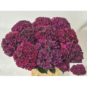 HYDR M MAG DARK RUBY