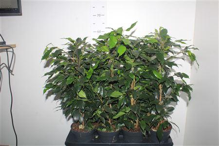 <h4>Fic Be Danielle</h4>