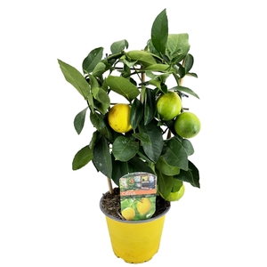 Citrus lemon