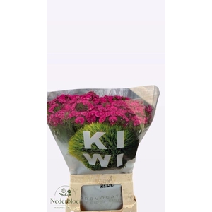 DI BARB KIWI FUCHSIA