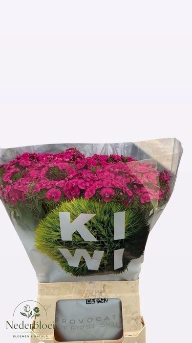 <h4>DI BARB KIWI FUCHSIA</h4>