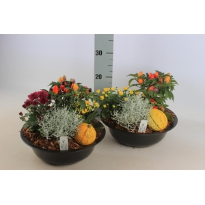 ARR TUINPLANTEN