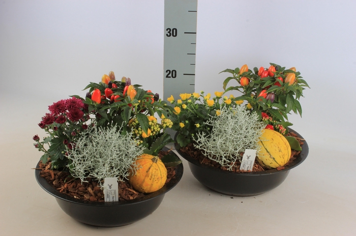<h4>ARR TUINPLANTEN</h4>