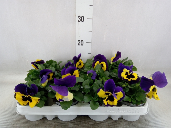 <h4>Viola wr. 'Evo Yellow Duet'</h4>