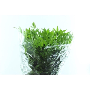 Ruscus Italy 200 Gram