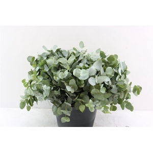 Euca Cinerea 40 Cm P Stem