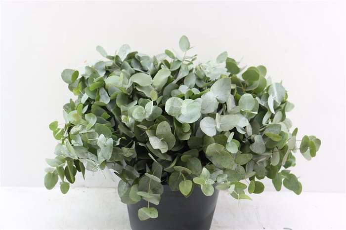 <h4>Euca Cinerea 40 Cm P Stem</h4>