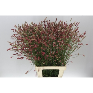 Sanguisorba Off Pink Tann