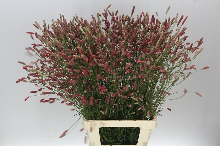 <h4>Sanguisorba Off Pink Tann</h4>