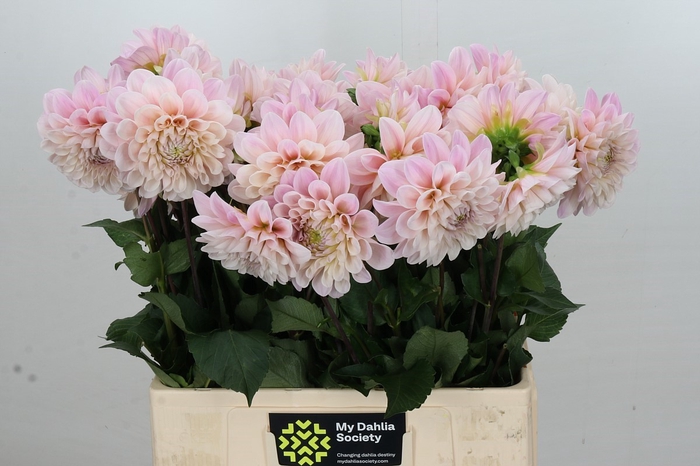 <h4>Dahlia Sweet Nathalie</h4>