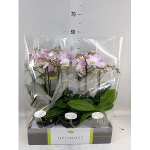 Phalaenopsis multi. 'FC Angel Eyes'