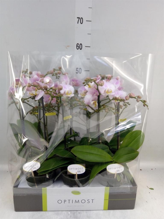 <h4>Phalaenopsis multi. 'FC Angel Eyes'</h4>