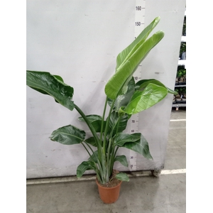 Strelitzia nicolai
