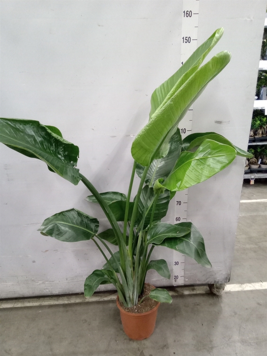 <h4>Strelitzia nicolai</h4>