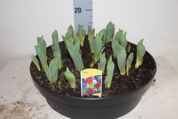 <h4>TUL GEM IN POT</h4>