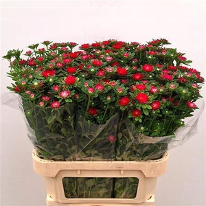 Callis Seren Carmine Red