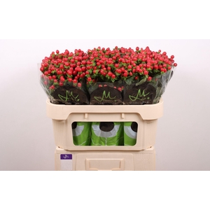 HYPERICUM 'TOMATO FLAIR'