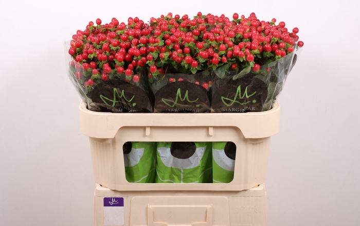 <h4>HYPERICUM ANDR. 'TOMATO FLAIR'</h4>