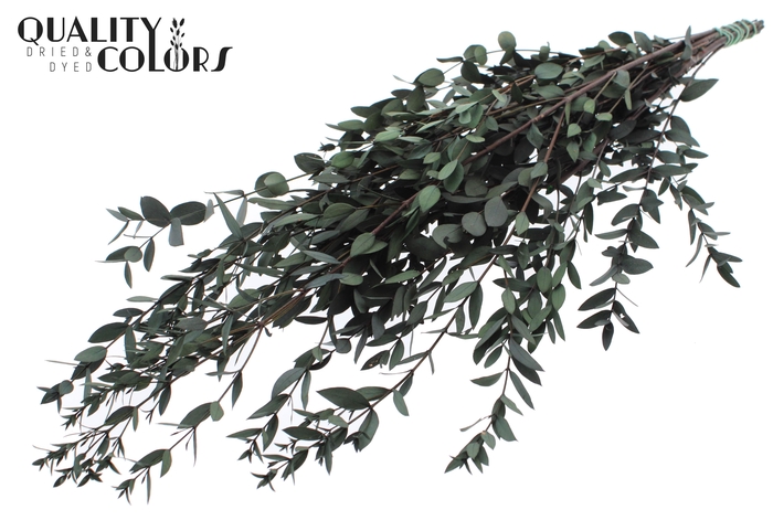 Eucalyptus Parvifoglia Preserved Green