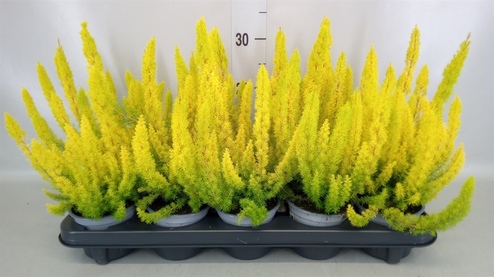 <h4>Erica arborea 'Albe'</h4>