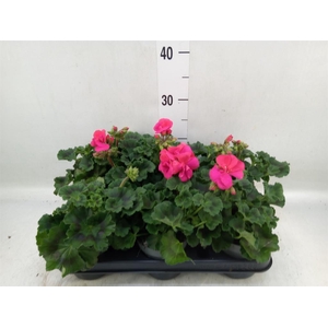 Pelargonium zona.   ...F1