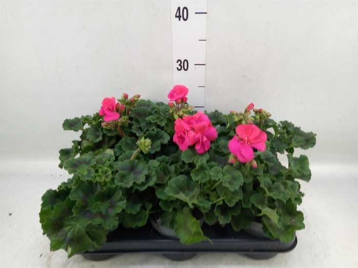 <h4>Pelargonium zona.   ...F1</h4>
