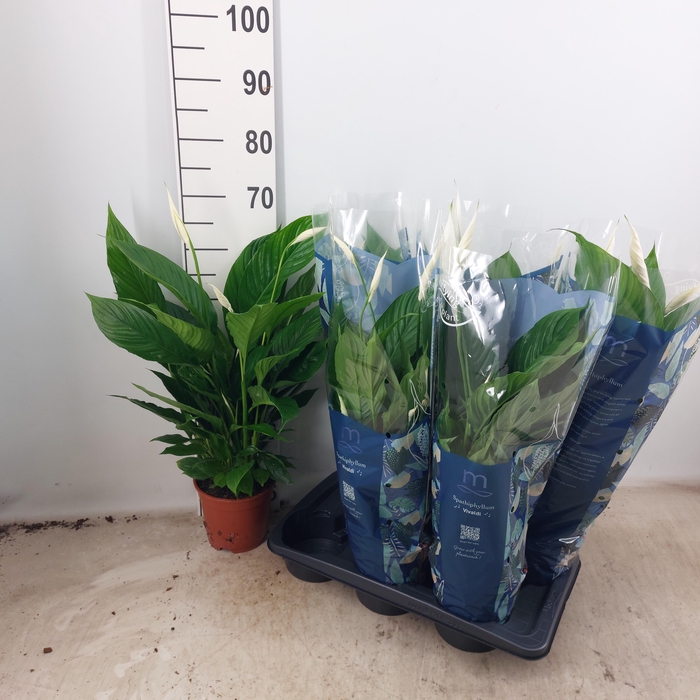 <h4>SPATH VIVALDI</h4>