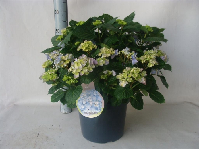 <h4>Hydrangea mac.</h4>