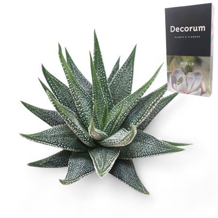 Haworthia Concolor Cutflower Wincx-8cm