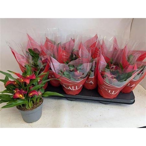 Zant Royal Valentine 4+