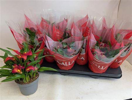 <h4>Zant Royal Valentine 4+</h4>