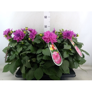 Dahlia DE 'XXL Aztec'   ...patio