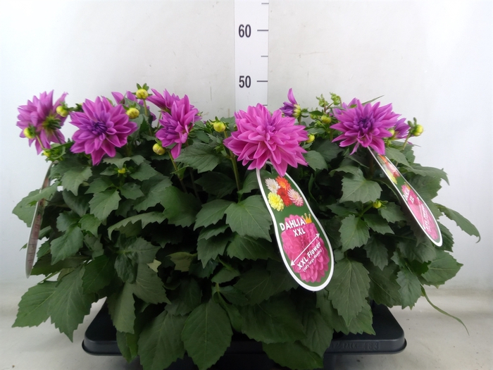 <h4>Dahlia DE 'XXL Aztec'   ...patio</h4>