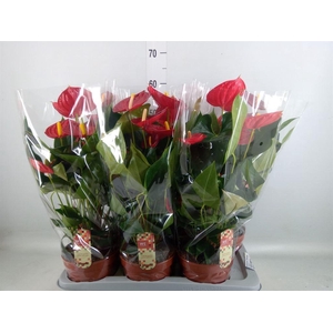 Anthurium andr. 'Tremendo'