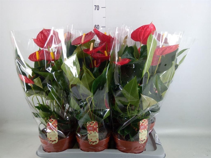 <h4>Anthurium andr. 'Tremendo'</h4>