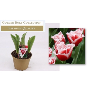 Tulipa 'New Santa'
