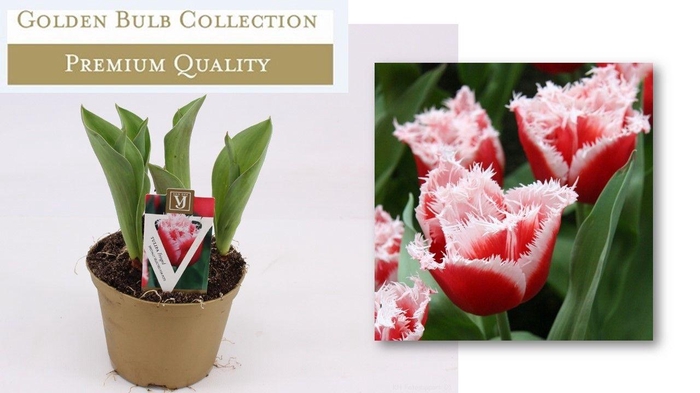<h4>Tulipa 'New Santa'</h4>