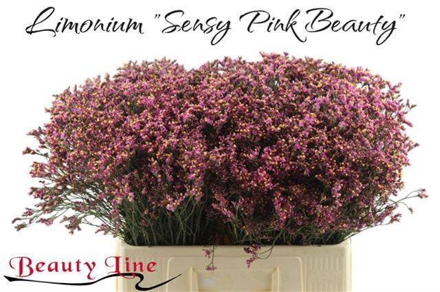 <h4>LIM SIN SEN PIN BEAU</h4>