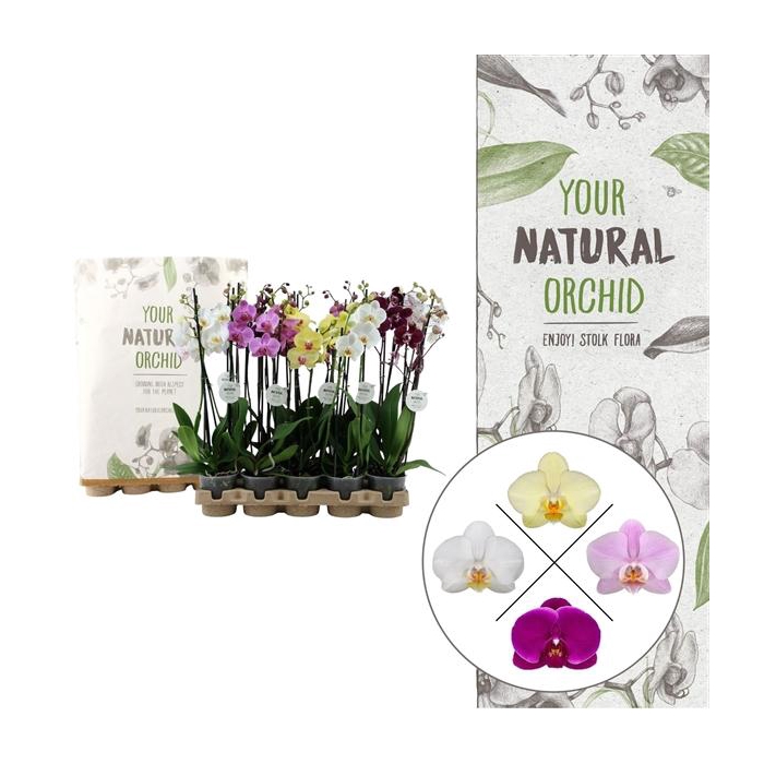 <h4>Your Natural Orchid | Eco Mix 60cm | Phalaenopsis 3 spike</h4>