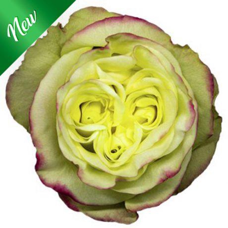 R Gr Journey Bicolor 50cm EC