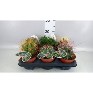Cactus   ...mix