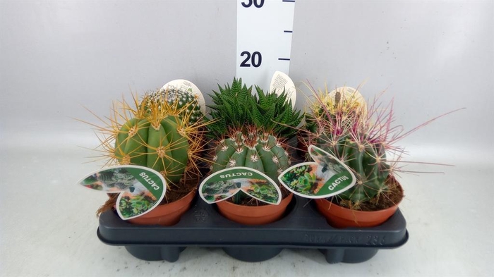 <h4>Cactus   ...mix</h4>
