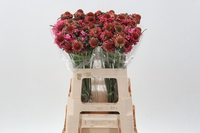 <h4>Scab At Candy Scoop</h4>