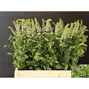 Mentha White Juliet