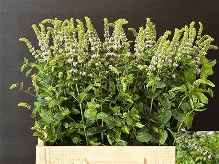 <h4>Mentha White Juliet</h4>