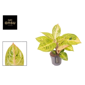 Aglaonema Peppermint Pink