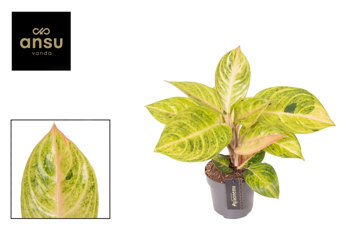<h4>Aglaonema Peppermint Pink</h4>