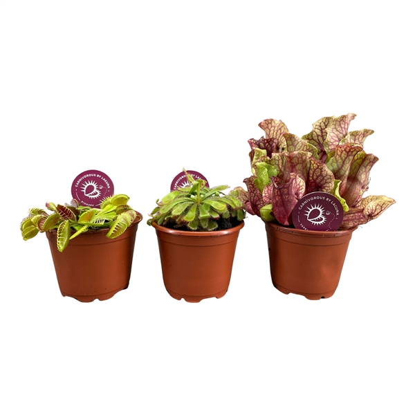 <h4>Vleesetende planten mix 8,5 cm | Sarracenia, Dionaea, Drosera</h4>