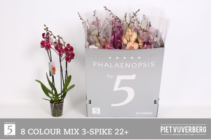 <h4>PHAL GEM 8 KL</h4>